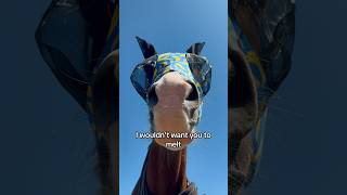 What happened to the sun ☀️ horses pferde horse funny equestrian trending horseriding [upl. by Crin837]