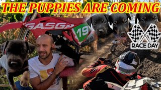 THE PUPPIES ARE COMING I raced and got a medal Gas Gas MC 450 [upl. by Aruon986]