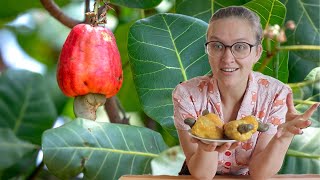 Tasting a Cashew Apple for the First Time  Roasting Cashews [upl. by Aihsotal]