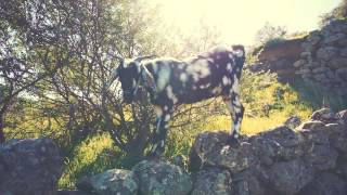 Hiking around Caves and with Goats  Artenara Gran Canaria Spain 2016 [upl. by Scurlock]