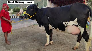 Best Milking Cows 2024  Sahiwal cow  Jersey Cow  Punganur Cow [upl. by Denver]