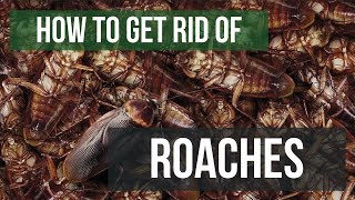 How To Get Rid of Cockroaches Guaranteed 4 Easy Steps [upl. by Nrojb]