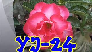 ADENIUM ORIGINAL DARI BIJI  YJ 24DESERT ROSE [upl. by Haliak]