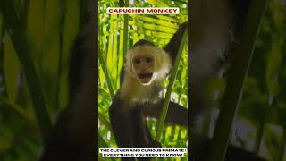 Capuchin Monkey  The Clever and Curious Primate Everything You Need to Know [upl. by Dey]