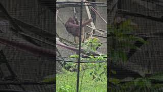 紅毛猩猩Bornean OrangutanTaipei Zoo [upl. by Nennerb642]