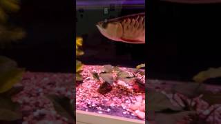 Singapore Arowana Breeding Farm SABF Red Tail Golden [upl. by Notneuq38]