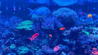 Shoaling surgeonfish and Anthias in the marine aquarium at London Zoo [upl. by Welford]