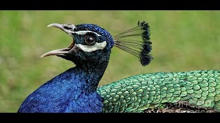 Peacock Sound  Peacock call HD Short Nature [upl. by Nazar132]