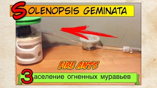 FIRE ANTS Solenopsis geminata  Заселение в формикарий огненных муравьев [upl. by Aisyla]