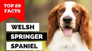 99 of Welsh Springer Spaniel Dog Owners Dont Know This [upl. by Enoid]