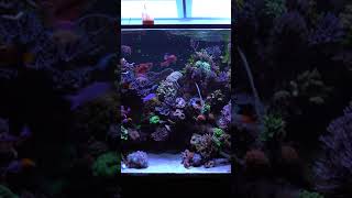 Feeding Fish in an In Wall Aquarium Shorts [upl. by Assi]