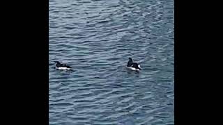 Des pingouins dans le port de Marseille [upl. by Pirri]