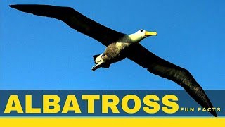 Albatross facts for kids – Interesting information about Albatross diet amp Lifespan [upl. by Jakie]