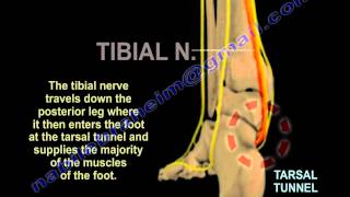 Nerves Of The Lower Leg 3D  Everything You Need To Know  Dr Nabil Ebraheim [upl. by Letisha]