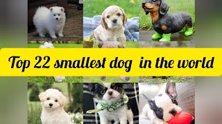 Top 22 smallest dog breeds in the world [upl. by Larissa]