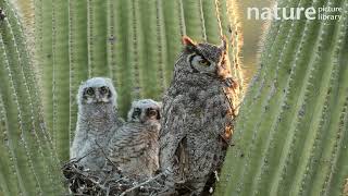 Great horned owl and chicks nesting on a Saguaro cactus Sonoran Desert Arizona USA [upl. by Heinrick]