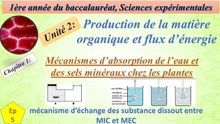 1BSEFU2CH1EP5mecanisme dechange des substance dissout entre MIC et MEC الية تبادل المواد [upl. by Snider979]