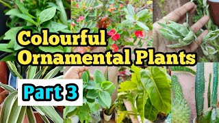 Ornamental Plants name  leaves plants  House Plants name [upl. by Bethanne]