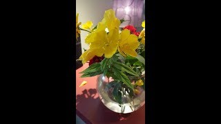 Yellow Evening Primrose Oenothera biennis Fall Care Fertilizing amp Seed Harvest  Ep 77 [upl. by Ynehpets]