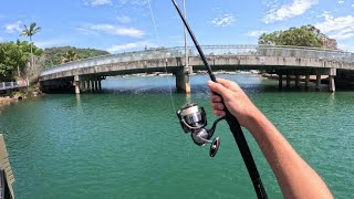 Noosa River Fishing  Trevally Cod and Grunter [upl. by Hayouqes857]