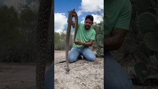 Beautiful Diamondback Rattlesnake [upl. by Jasun899]