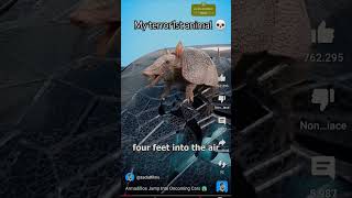 Armadillo is a Stupid animal 😱🤯 [upl. by Georgine]