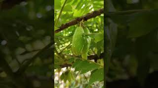 Bilimbi fruit tree foryou nature shorts fyp [upl. by Myriam228]