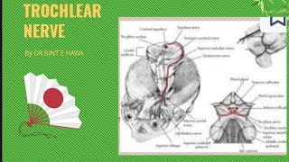 Trochlear nerve 4th cranial nerve  head and neck gross anatomy [upl. by Hedley517]