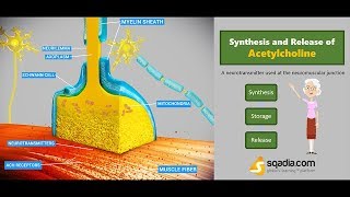 Synthesis and Release of Acetylcholine  Medical Physiology Online  VLearning [upl. by Rimas]