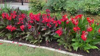 Best Plants Series  Canna Lily [upl. by Lisabet]