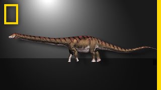 This Is the Biggest Dinosaur Ever Found  National Geographic [upl. by Tiram]