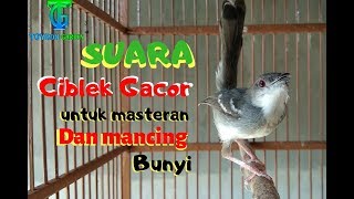 Burung masteran CIBLEK kristal GACOR ngotot berantakan [upl. by Ivetts]