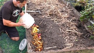 What Happens When You Bury Kitchen Scraps in the Garden [upl. by Silvano]