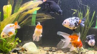 55 Gallon Secret Goldfish Tank😉 comments are on Please leave a comment I’d love to hear from you [upl. by Mercorr]