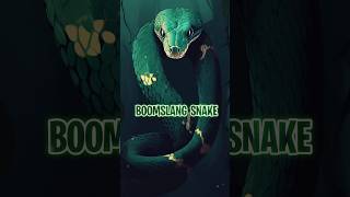 Boomslang snake [upl. by Akir114]