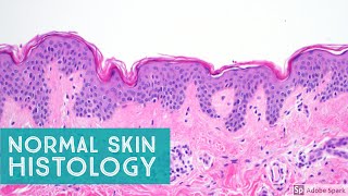 Normal Skin Histology  Explained by a Dermatopathologist [upl. by Arihppas]