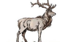 How to draw an Elk [upl. by Noirred]