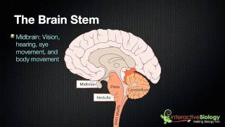 027 The 3 parts of the brain stem and their functions [upl. by Sheets]