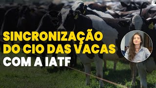 COMO USAR A TÉCNICA DE INSEMINAÇÃO ARTIFICIAL EM TEMPO FIXO IATF EM BOVINOS [upl. by Llenrad]