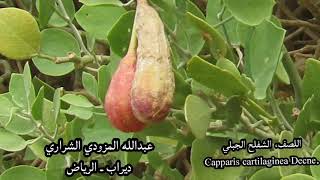 نبات اللصف الشفلح الجبلي Capparis cartilaginea Decne [upl. by Gnoc]