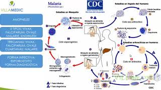 VILLAMEDIC  LEISHMANIASIS Y MALARIA [upl. by Heath]