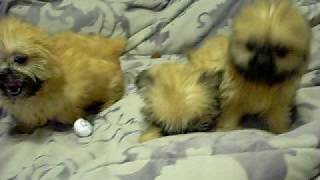 shorkie puppies at wwwofficialshorkiepuppiescom [upl. by Augy]