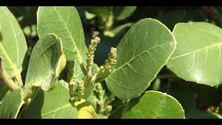 Phillyrea latifolia commonly known as green olive tree or mock privet [upl. by Bjorn]