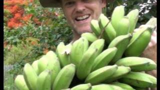 How to GROW amp HARVEST BANANAS [upl. by Polly240]