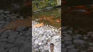 Catching cat fishviral fishing fish shortvideo [upl. by Ellohcin]