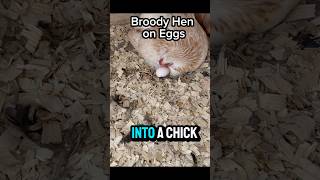 Broody Hen steals eggs to hatch chicks [upl. by Aiderfla846]