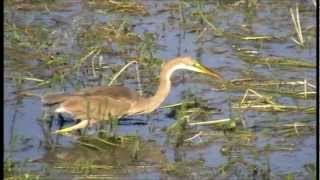 Les oiseaux migrateurs du Lac du Der en Champagne [upl. by Fira655]