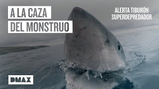 En busca del mayor superdepredador de las profundidades  Tiburones [upl. by Neerihs]