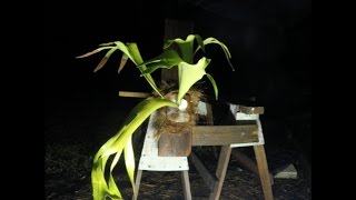 Staghorn Fern Cutting Time Lapse  8 months [upl. by Enalb]