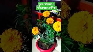 marigold FabihaFarinsworld shorts popular foryou follow subscribe tranding viralshorts [upl. by Franciscka]